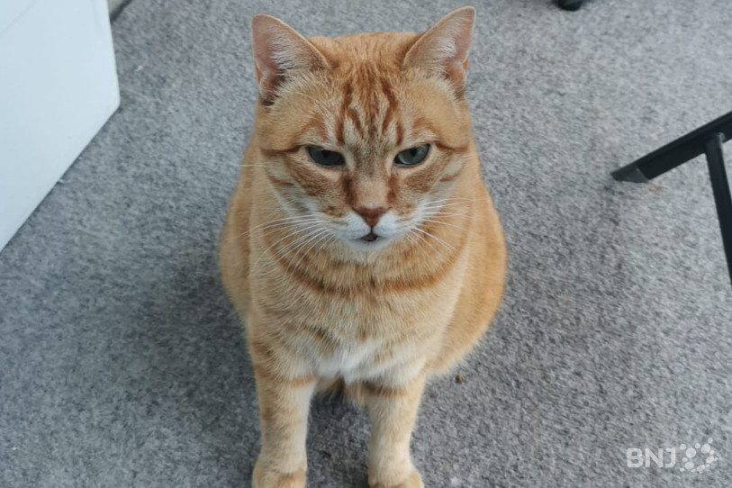 Les chats chaux-de-fonniers ont besoin d'aide.