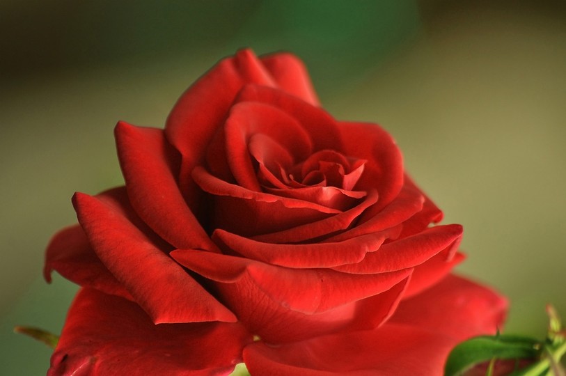 rose rouge