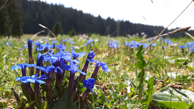 Le Parc du Doubs, avec l'aide de la population, veut mieux connaître les endroits où se trouvent les gentianes printanières. (Photo : Parc du Doubs).