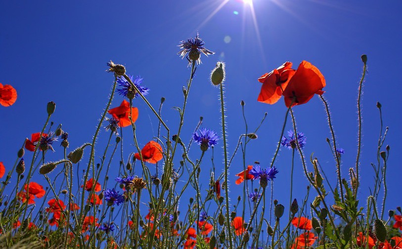 Coquelicots