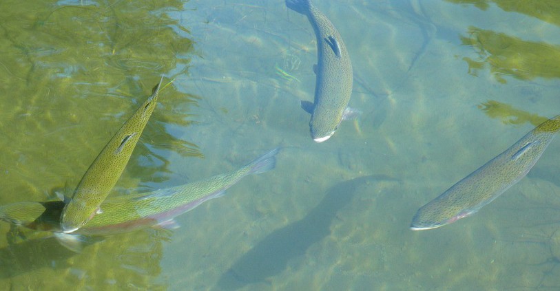 Truite, poisson, pisciculture
