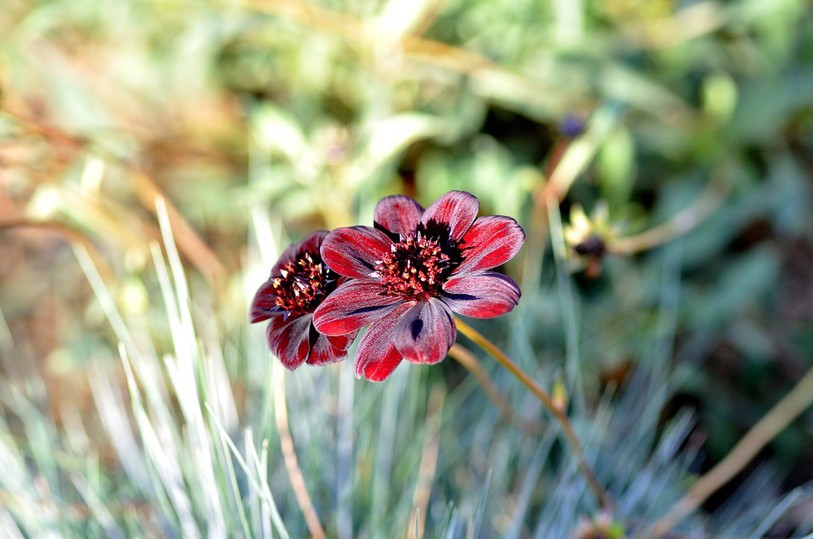 Fleur
