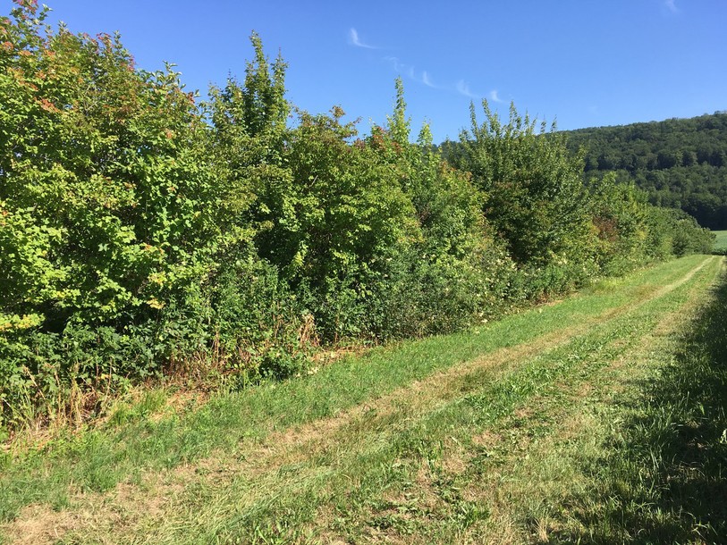 Haie (photo: canton du Jura)