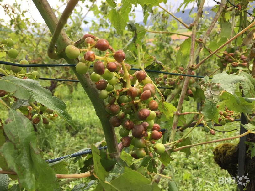 Une grappe de raisin endomagée par la grêle