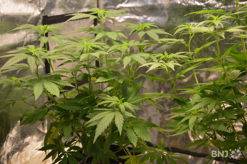 Cannabis