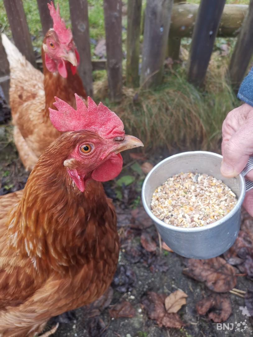 poules