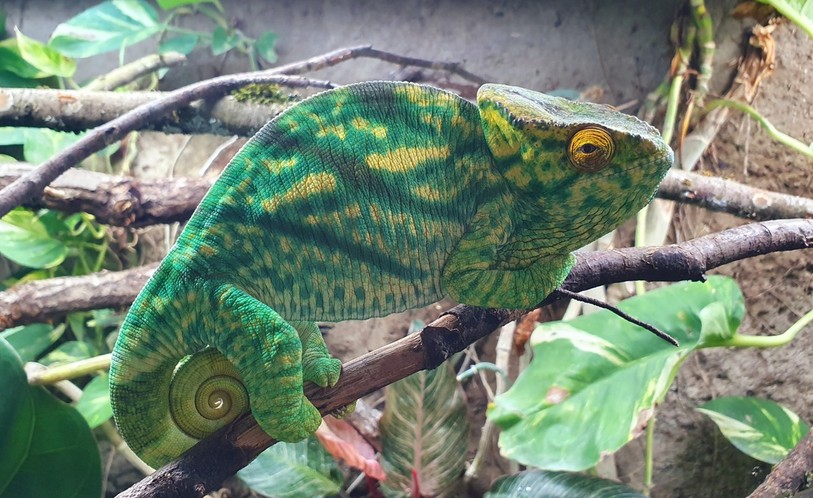 Caméléon de Parson femelle à MUZOO. (Photo : MUZOO, Christopher Delahaye)