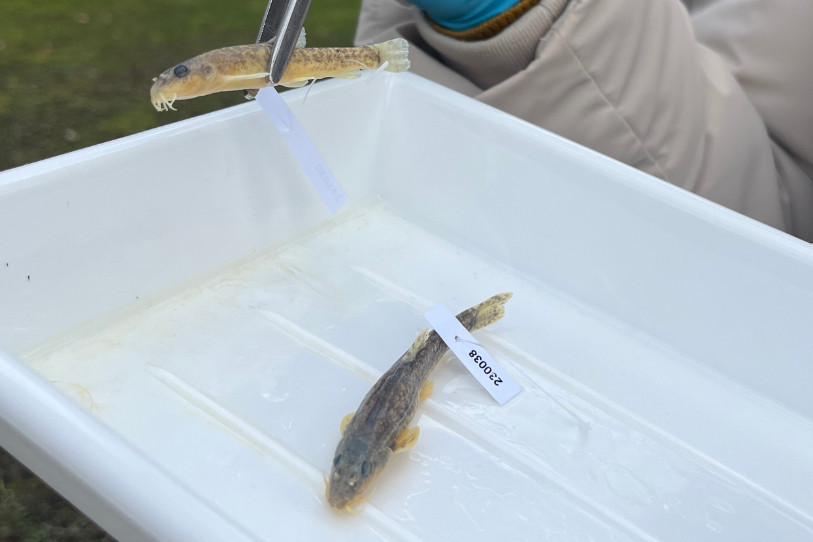 Deux nouvelles espèces de poissons ont été découvertes dans les lacs de Neuchâtel et de Bienne. (Photo : TeleBielingue).