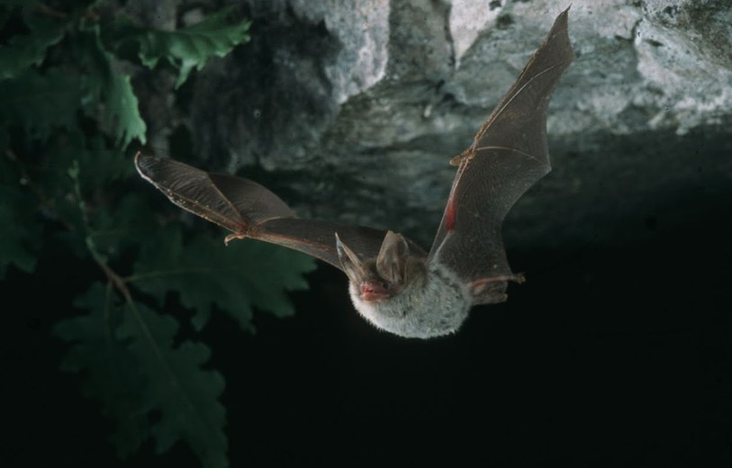 Chauve-souris