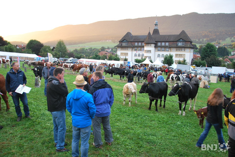  Le marché au bétail de la foire de Chaindon