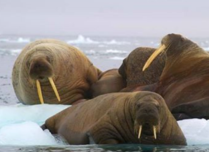 phoque bis