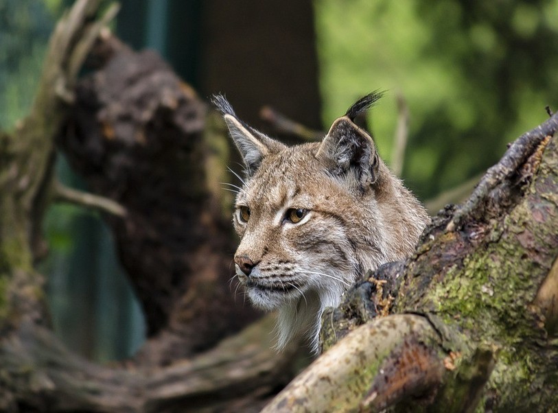 Un lynx femelle ne sera pas capturé dans l’Arc jurassien pour être ensuite relâché dans les Grisons. (Photo d'illustration : libre de droits).