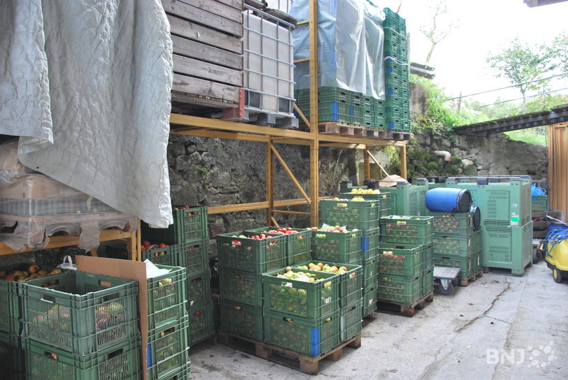 Les pommes fraîchement récoltées à leur arrivée à La Borcarderie à Valangin.