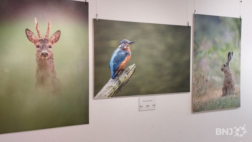 L'un des six triptyques à découvrir dès samedi au Centre Nature Les Cerlatez.