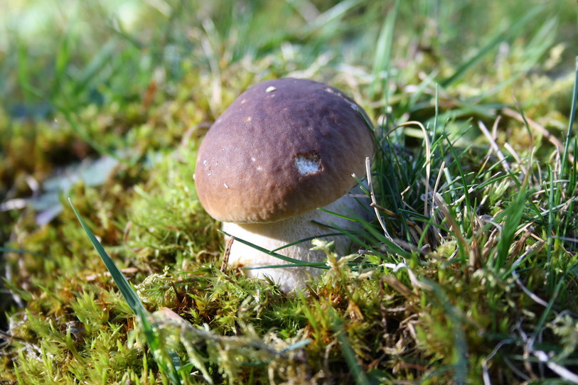 Le bolet, roi des champignons. (Cèpe de Bordeaux, photo : Frédérique Clerc)