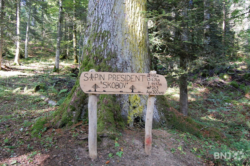 Skobov, l'imposant sapin président des Verrières.