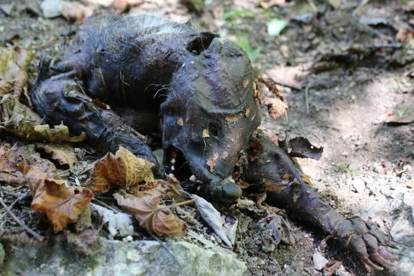 Le cadavre de l'animal a été retrouvé dans les gorges du Taubenloch (photo: 20min.ch)