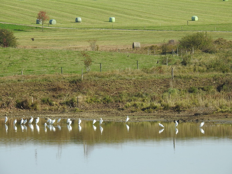 Les grandes aigrettes se sont installées au bord des étangs de Damphreux (photo: Josiane Cuttat)