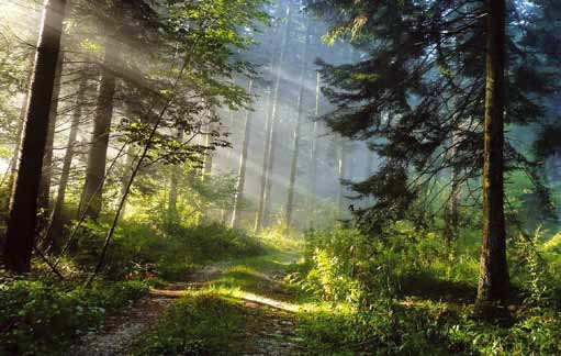 Forêt et brume