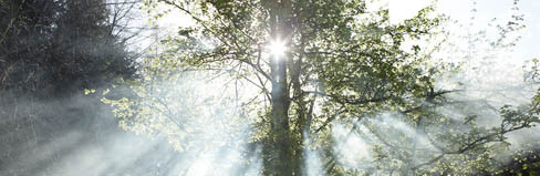 Forêt et soleil