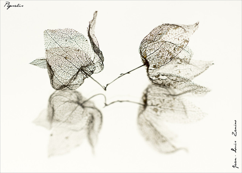 Physalis, FACMI, Jean-Louis Zanino