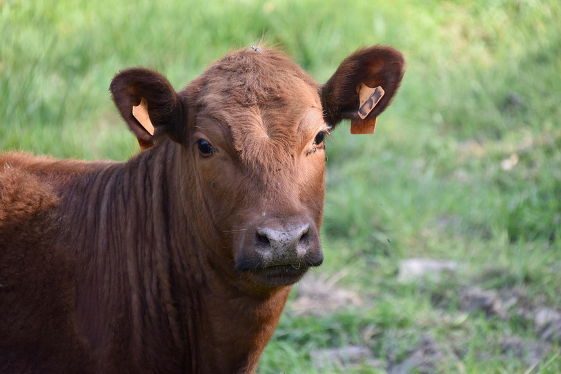L'animal de plusieurs centaines de kilos s'est échappé d'un abattoir et a blessé deux personne à Delémont. (Photo libre de droits : illustration).
