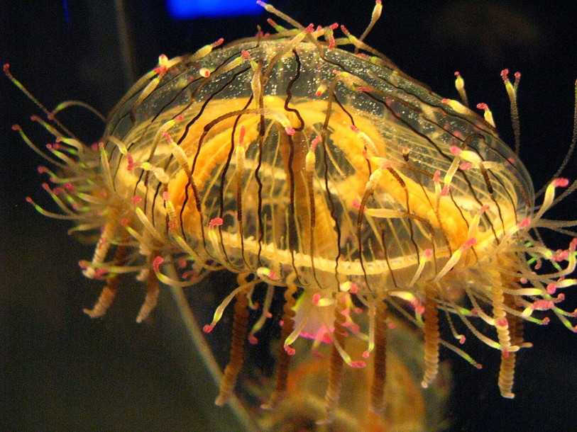(Photo: Wikipédia)