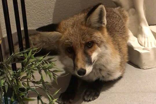 Le renard ne s'est pas laissé attirer par des friandises.
