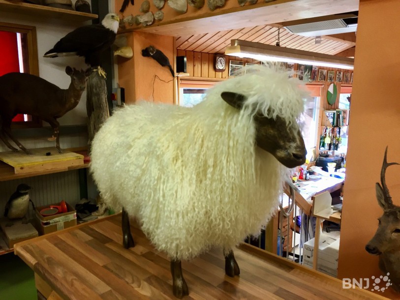 Christian Schneiter, taxidermiste