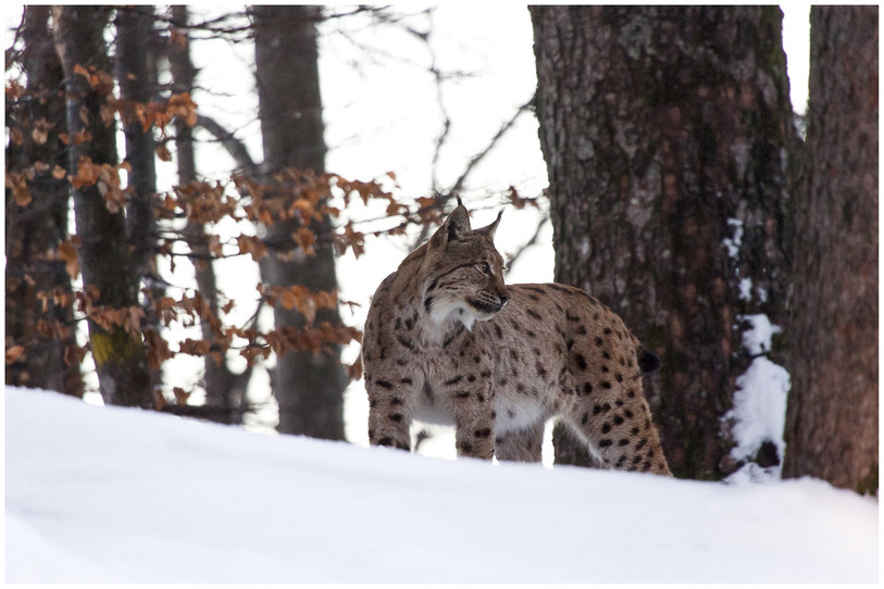 Lynx pris en photo par Didier Pépin