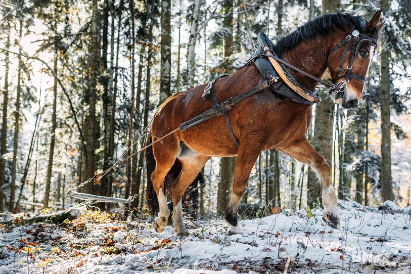 Le Franches-Montagnes peut tirer des troncs de plusieurs centaines de kilos.