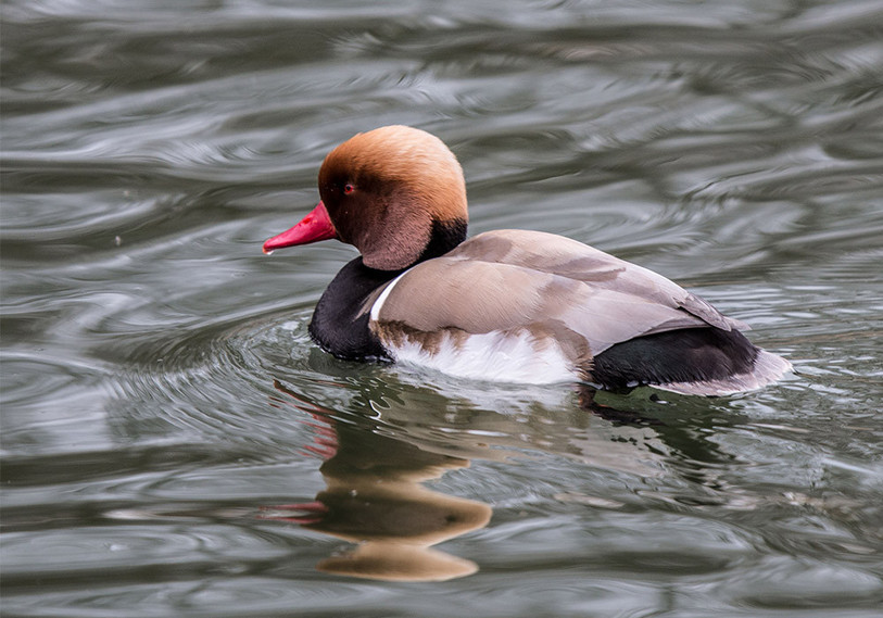 La Nette rousse est toujours plus présente sur le lac de Neuchâtel.  (source photo : www.grande-caricaie.ch)