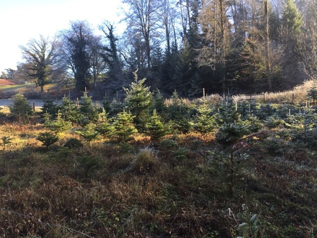 La plantation de sapins type pépinière du garde forestier Luc Rouech à Vicques