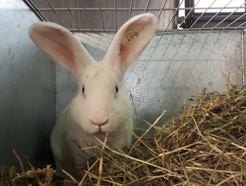Plus de 500 lapins sont exposés à Delémont.