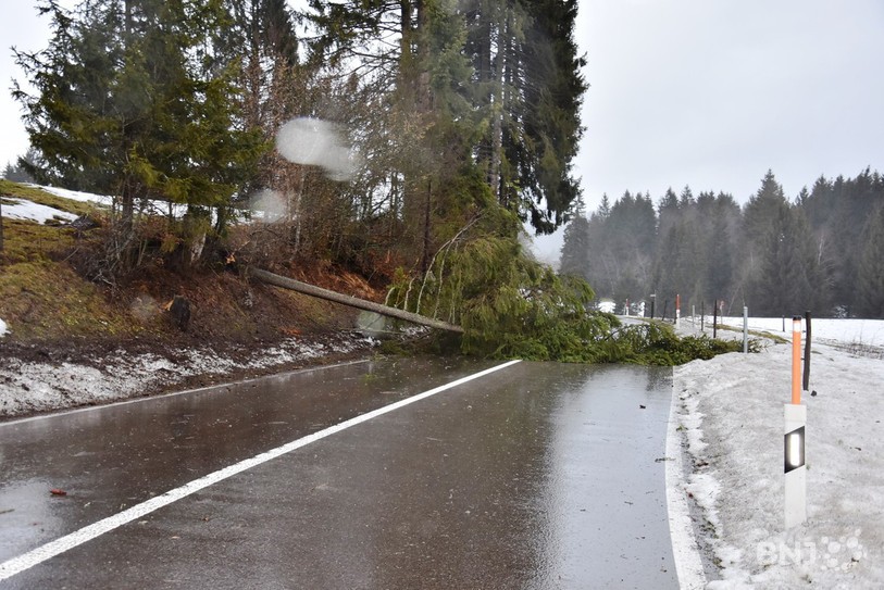 Un arbre sur la route entre Fornet-Dessous et Bellelay