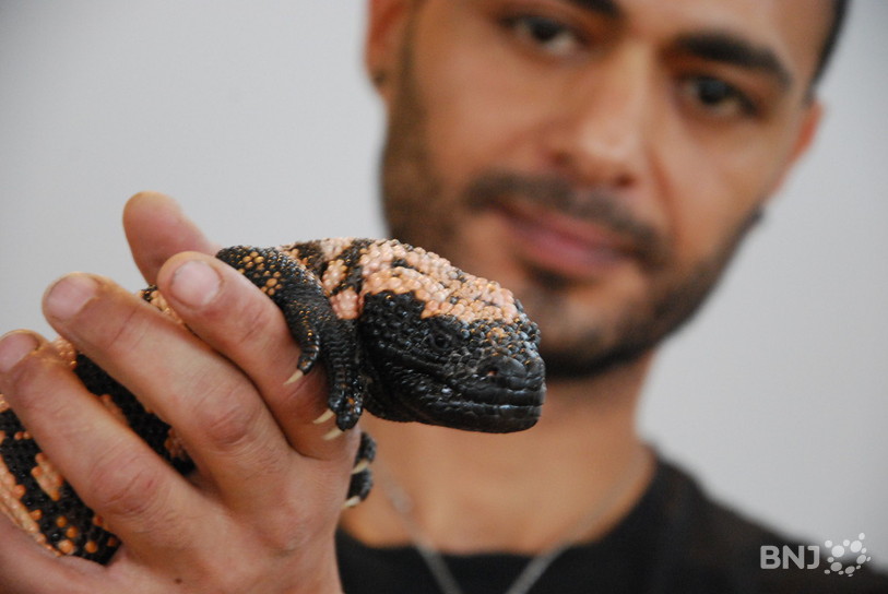 Heloderma suspectum ou Monstre de Gila. Originaire du sud des Etats-Unis et nord-ouest du Mexique, cet animal à les grandes à venin placées dans la mâchoire inférieure. 