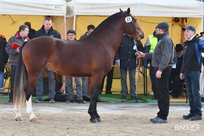 cheval franches-montagnes