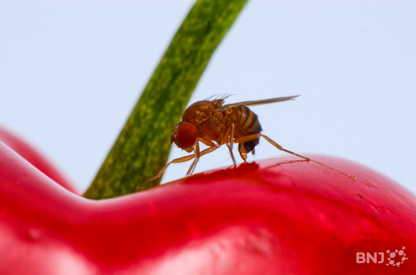 Drosophile à ailes tachetées