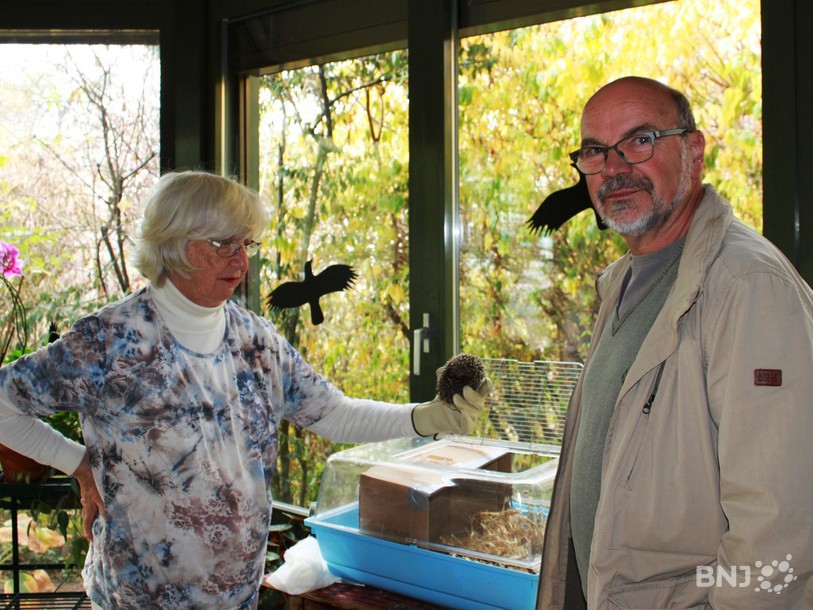Un petit hérisson aux petits soins chez Sylvie Benoît, accompagnée de Guy Berthoud