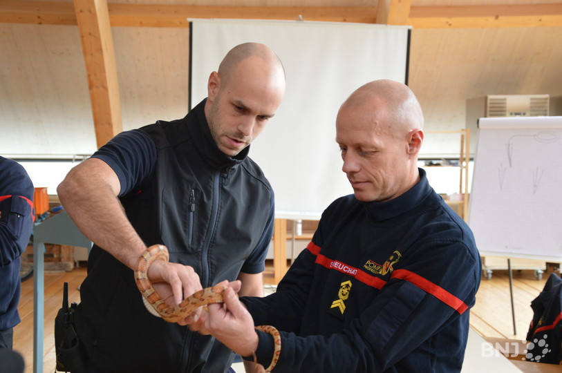 Les pompiers de Neuchâtel ont manipulé plusieurs serpents.