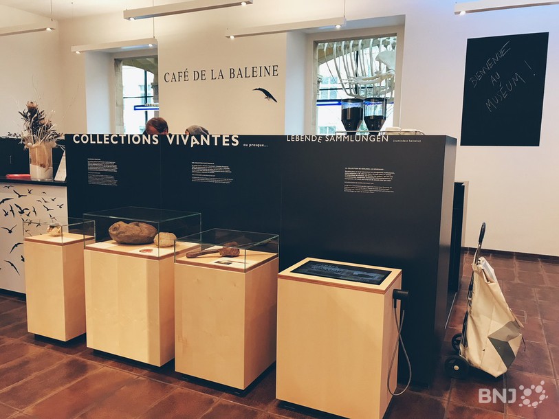 La zone d'accueil du Muséum d'histoire naturelle de Neuchâtel a été rafraîchie et modernisée.