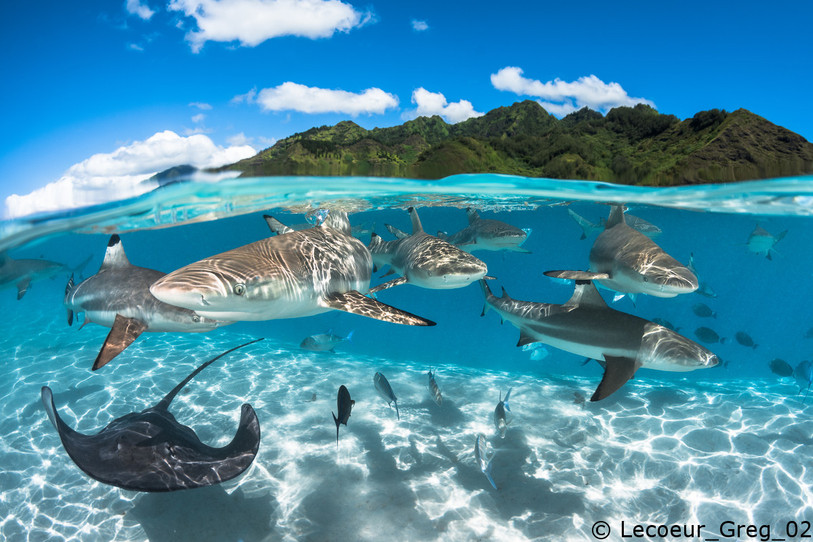 Rassemblement de raie et de requins pointes noires Polynésie.