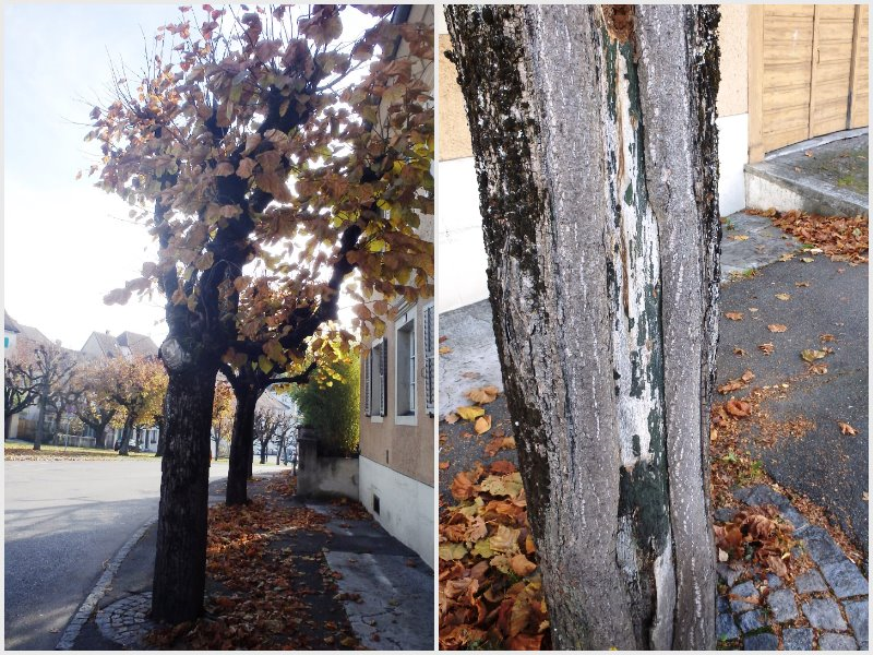 Arbres Delémont