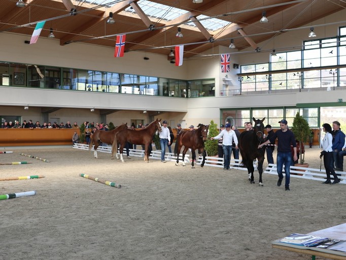 chevaux (photo: acanton du Jura)
