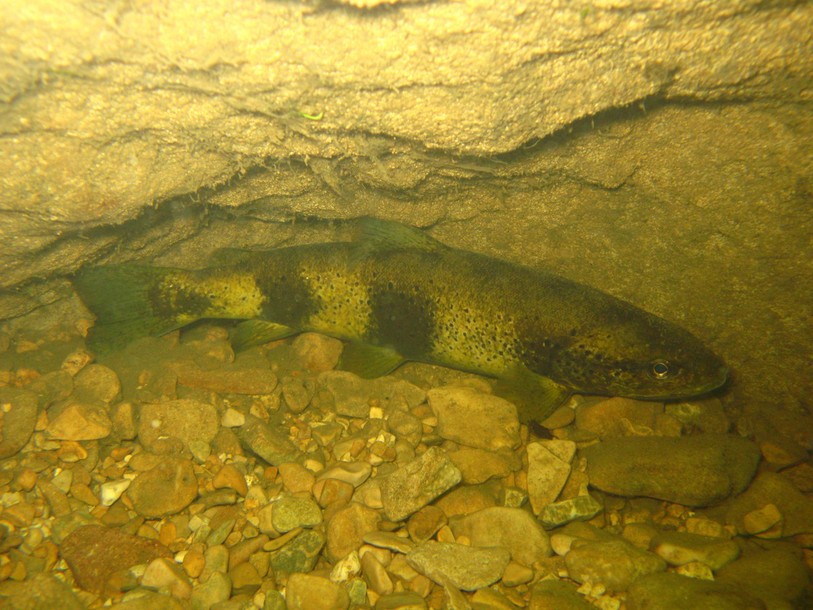 truite, doubs, pêche