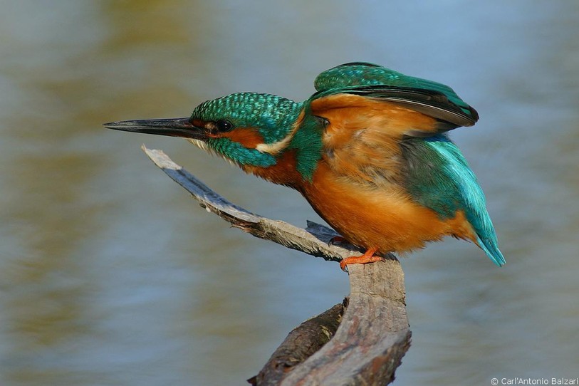 Martin-pêcheur