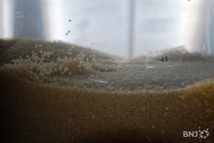 La pisciculture de Colombier récupère chaque année 60 millions d'œufs de palée et 10 millions d'œufs de bondelle. 