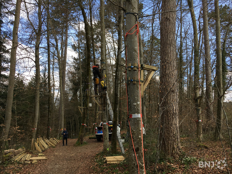 Les parcours d'accrobranche prennent forme dans la forêt du Banné. 