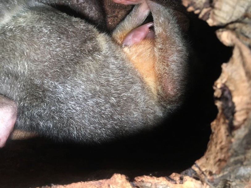 Le bébé opossum reste discret. Photo : Animaux mystérieux.