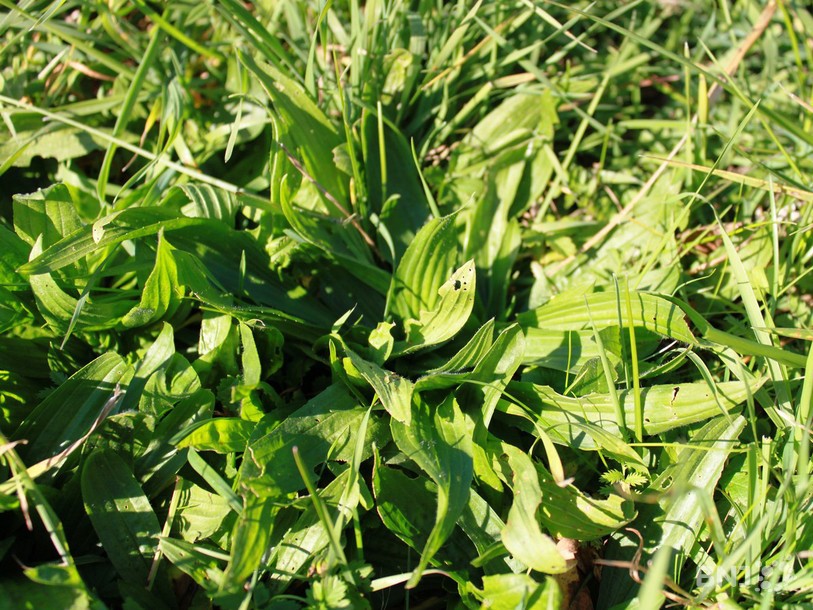 Du plantain comme on en trouve dans beaucoup de pâturages